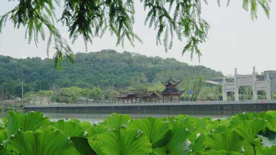 夏天荷叶荷花莲蓬空镜视频素材模板下载