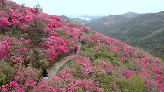 湖北黄陂云雾山杜鹃花