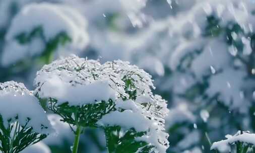 唯美冬季 飘雪 花朵 植物特写雪景 (1)