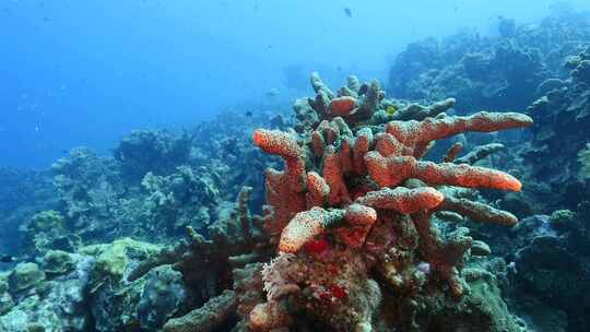 鱼类、珊瑚礁、海底、水下