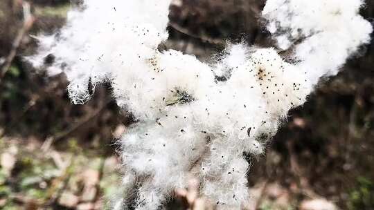 野生棉花飞舞飘动花絮