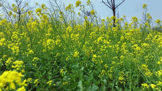 浦东新区春天油菜花