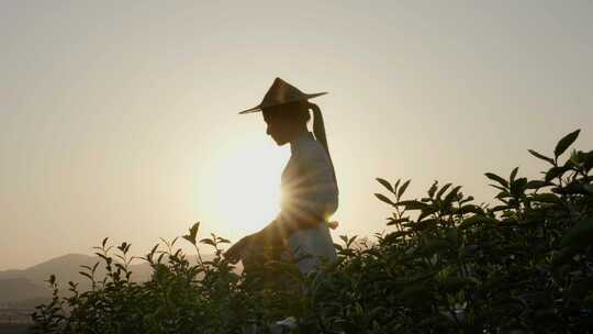 采茶姑娘 实拍春茶素材