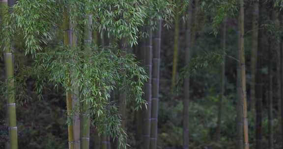 浙江安吉江南竹海竹山竹林