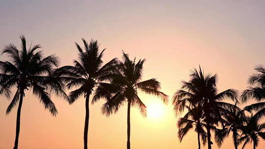 夕阳下的椰子树视频素材模板下载