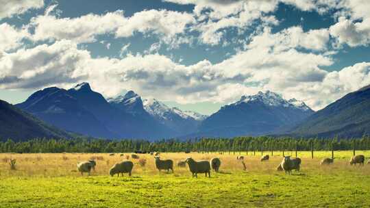 新西兰皇后镇牛羊雪山空镜头