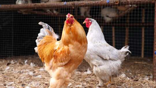 农业养殖鸡北京油鸡