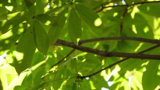 植物叶子绿叶枝叶空镜风景大自然树叶阳光