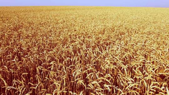 金色的麦田金色麦田夕阳下的麦田麦子丰收