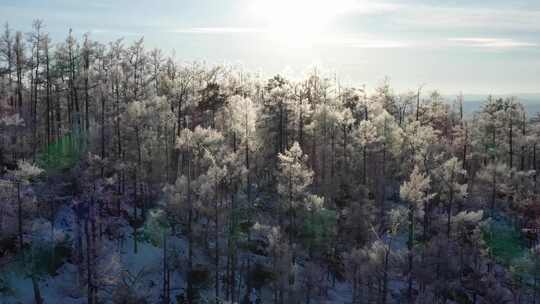 高山雾凇