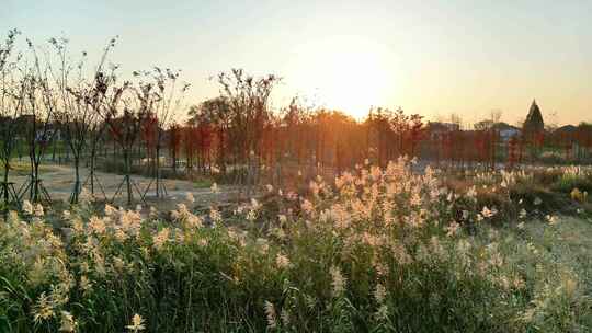 航拍河道公园红杉树夕阳芦苇荡视频素材模板下载