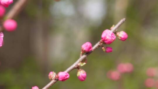 【镜头合集】天气回暖梅花桃花花蕾花苞花