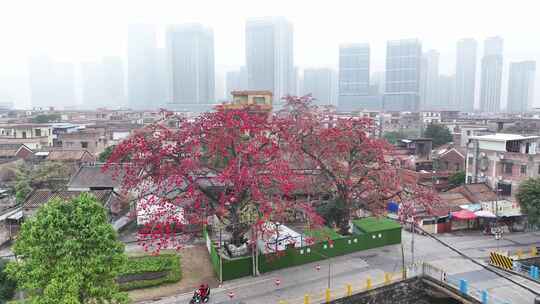 中国广东省佛山市南海区夏北河北书院木棉花