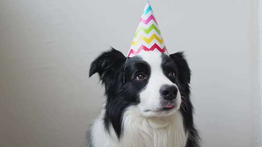 生日快乐派对概念搞笑可爱小狗边境牧羊犬戴视频素材模板下载