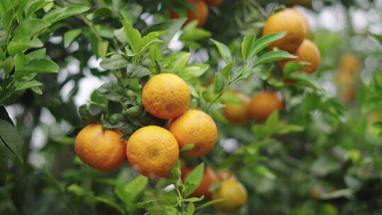 沃柑武鸣水果果园新鲜采摘橘子橙子