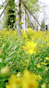 北京夏天公园里盛开的菊花