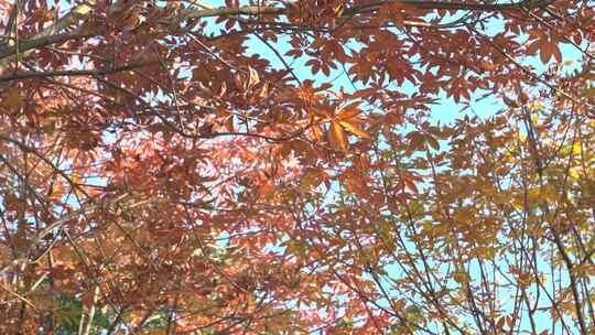 秋天红叶、树