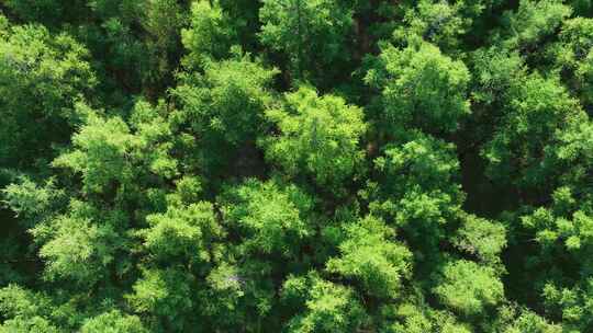 航拍天然林松树林落叶松林视频素材模板下载