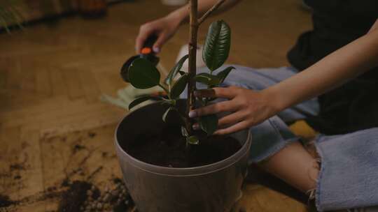 一个人把土壤放在盆栽植物上