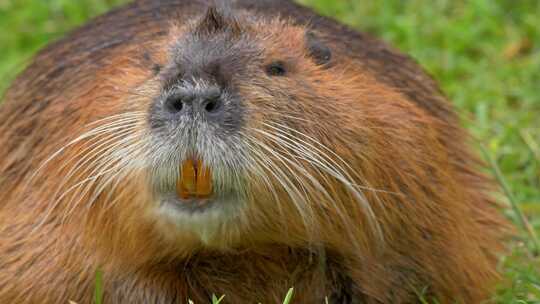 海狸鼠、食草动物、Coypu、啮齿动物