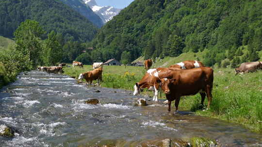 瑞士阿尔卑斯牧场上的奶牛