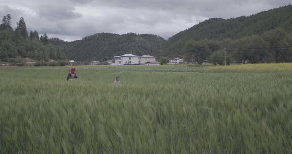 云南松茸地拍白云麦田母女走过田野