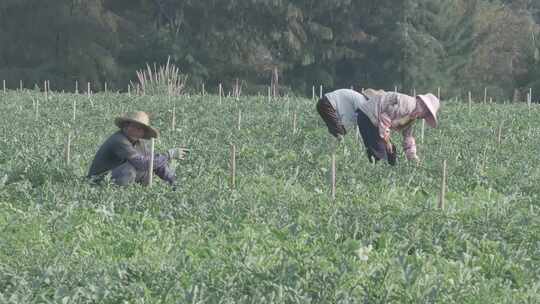 海南农民田地劳作航拍视频素材模板下载