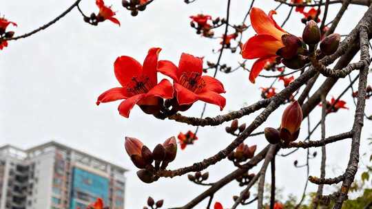 盛开木棉花特写