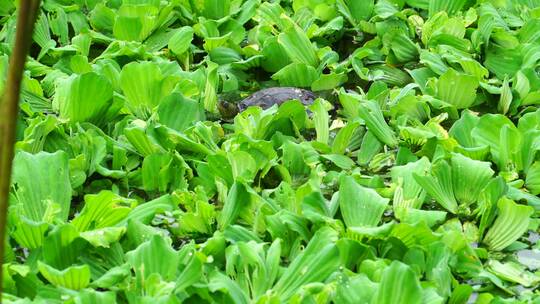 池塘中水生植物里一只乌龟在觅食