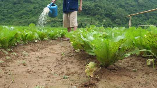 男人给莴苣浇水