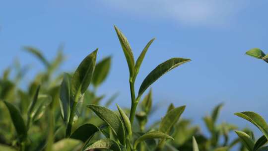 茶叶 采茶 红茶 绿茶 春茶 茶 有机茶