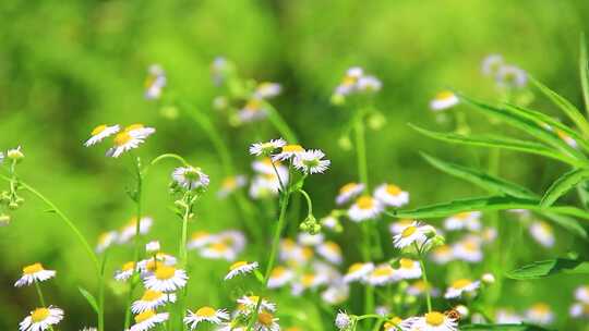 夏天户外的白色野花小雏菊山花实拍素材