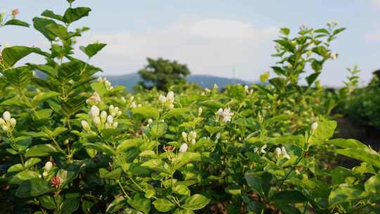 唯美茉莉花与茉莉花茶制作福州茉莉花种植园