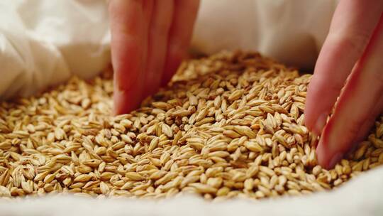 小麦谷农业丰收稻田小麦粮食耕种