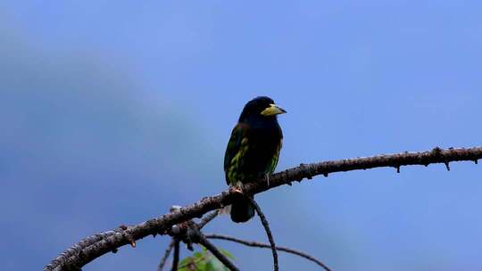 树枝上的大拟啄木鸟