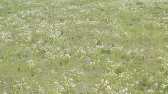 小清新鲜花阳光和雏菊