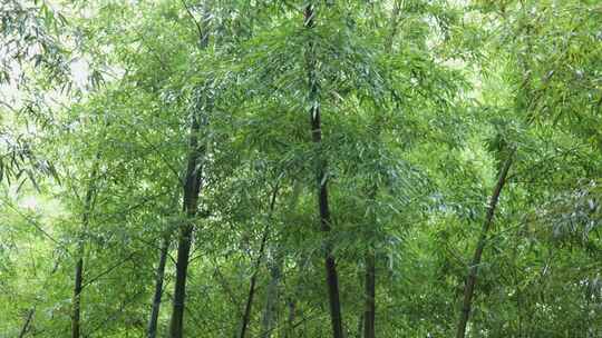 下雨天茂密的竹林枝叶繁茂生机勃勃的景象