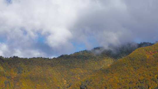 山，森林，树木，秋天