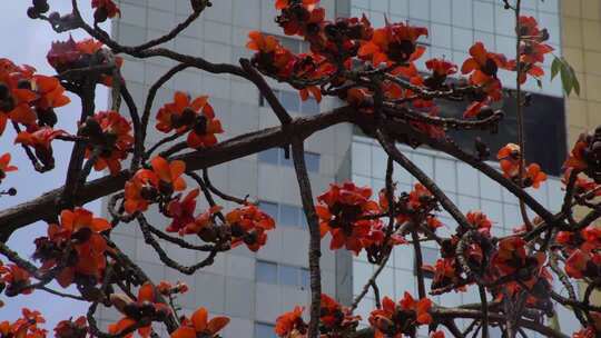 城市中盛开的木棉花