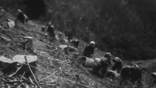 上世纪 植树造林