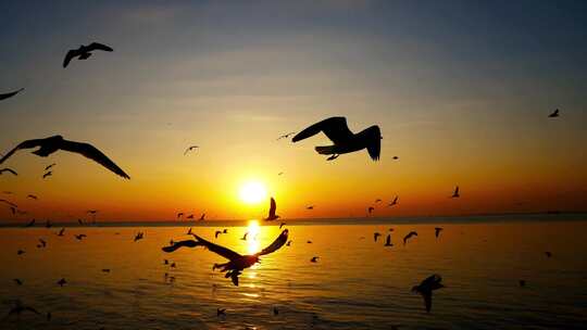 夕阳下海边飞行的海鸥