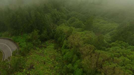 森林，山脉，树木，道路