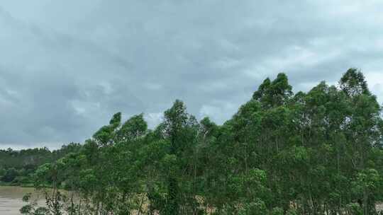 阴天树林河流阴雨天森林雨天天空乌云飘过