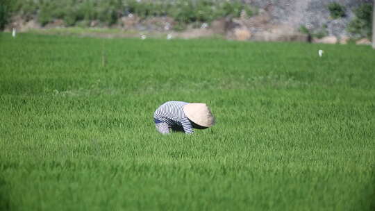 越南农民收获大米