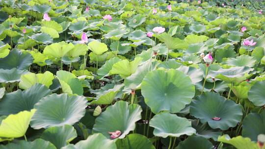 4k 盛夏池塘荷花盛开