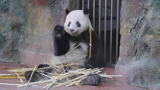 2024广州动物园大熊猫雅一星一视频素材模板下载