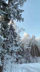 晴空下白雪皑皑的森林