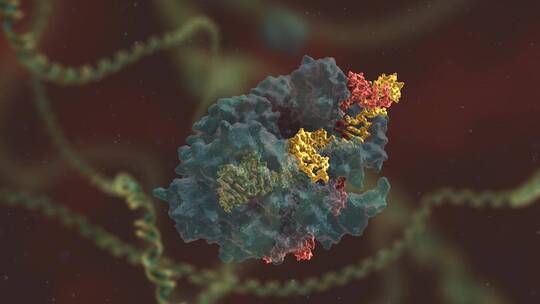 生物科学 基因编辑 DNA 基因工程 医学动画