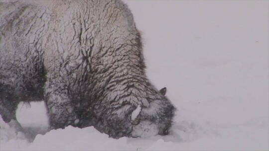野牛在雪地里觅食