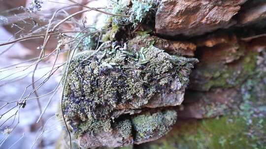 石头 苔藓 潮湿 绿色植物 岩石上